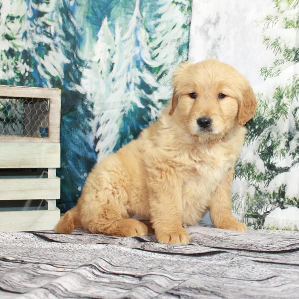 Golden Retriever-DOG-Female-Golden-4859-Petland Fort Walton Beach, FL