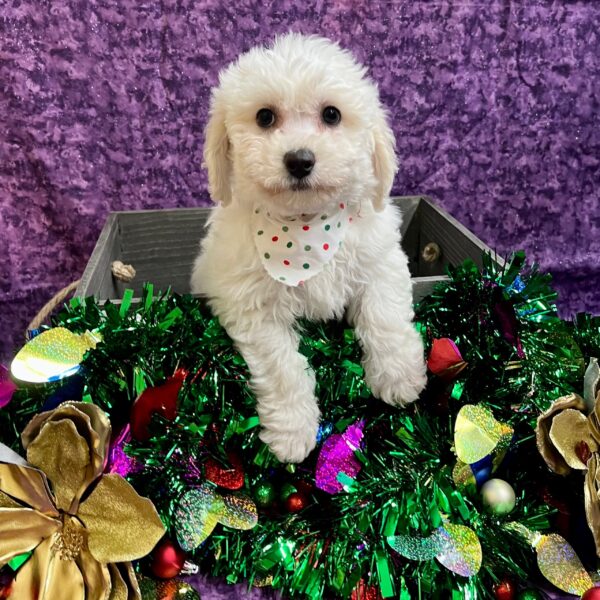 Bichon-DOG-Female-White-4882-Petland Fort Walton Beach, FL
