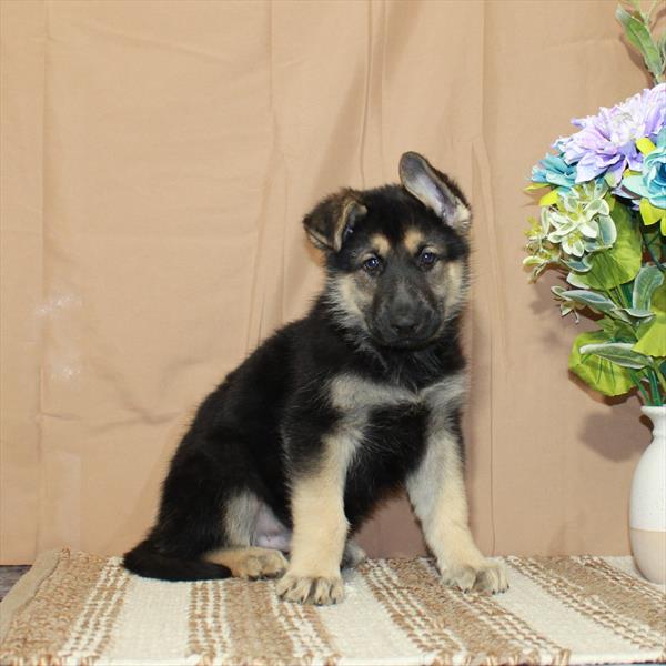 German Shepherd-DOG-Male-Black / Tan-5465-Petland Fort Walton Beach, FL