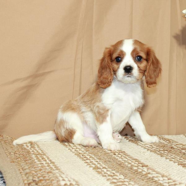 Cavalier King Charles Spaniel-DOG-Male-Blenheim / White-5468-Petland Fort Walton Beach, FL