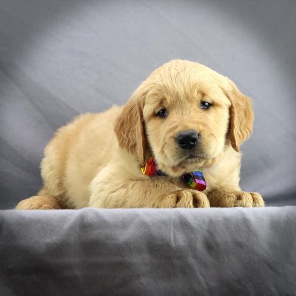 Golden Retriever-DOG-Male-Golden-417-Petland Fort Walton Beach, FL
