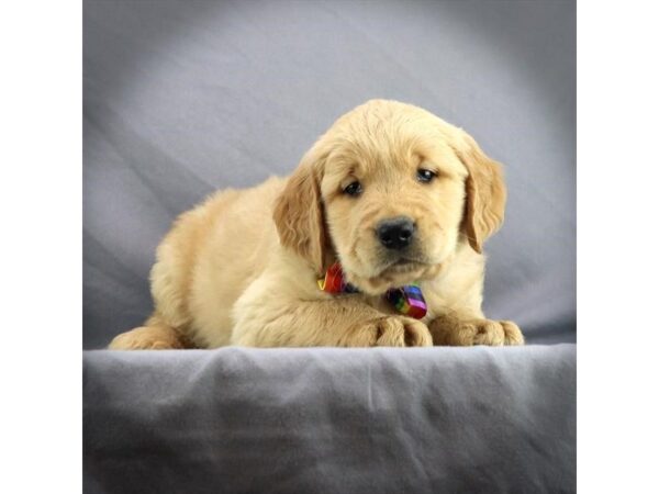 Golden Retriever-DOG-Male-Golden-585-Petland Fort Walton Beach, FL