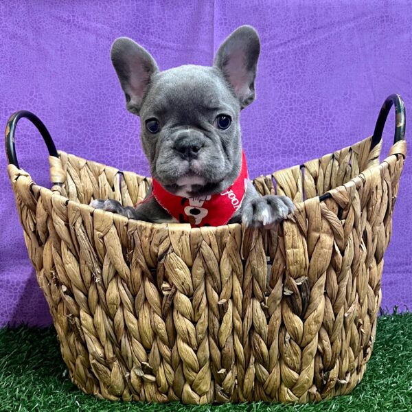 French Bulldog-DOG-Male-Blue-2915-Petland Fort Walton Beach, FL