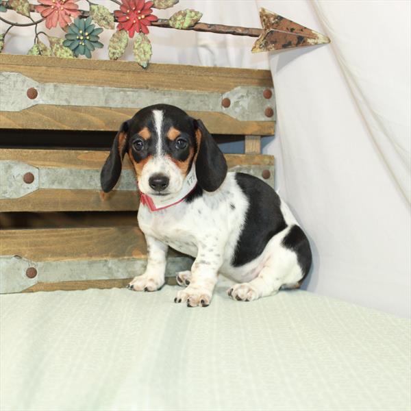 Dachshund-DOG-Female-Black / Tan-3132-Petland Fort Walton Beach, FL