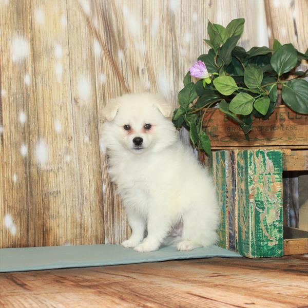 American Eskimo Dog-DOG-Male-White-3290-Petland Fort Walton Beach, FL
