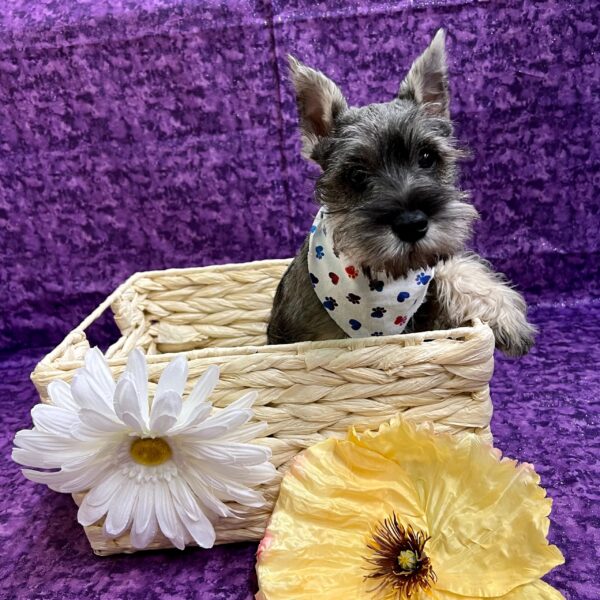 Mini Schnauzer-DOG-Male-Salt / Pepper-3419-Petland Fort Walton Beach, FL