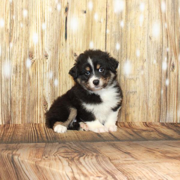 Australian Shepherd-DOG-Male-Black / Tan-3964-Petland Fort Walton Beach, FL
