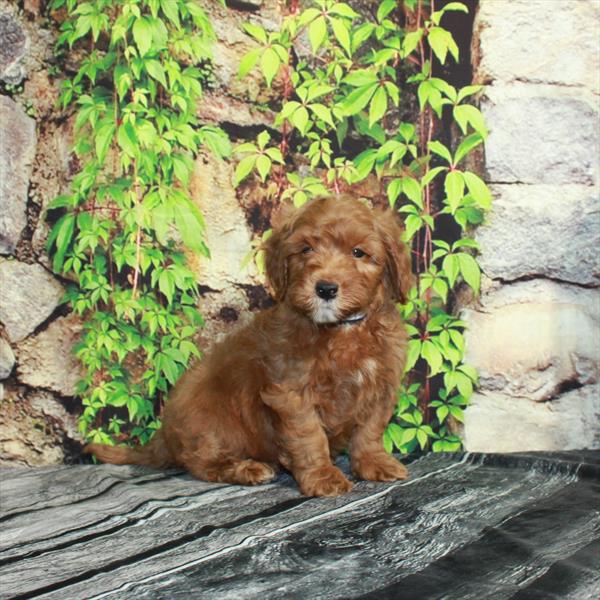 Goldendoodle Mini 2nd Gen-DOG-Male-Red-4363-Petland Fort Walton Beach, FL