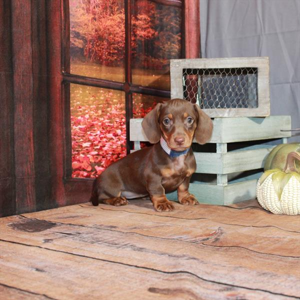 Dachshund-DOG-Female-Chocolate / Tan-4614-Petland Fort Walton Beach, FL