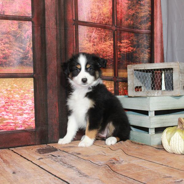 Australian Shepherd-DOG-Female-Black / Tan-4615-Petland Fort Walton Beach, FL