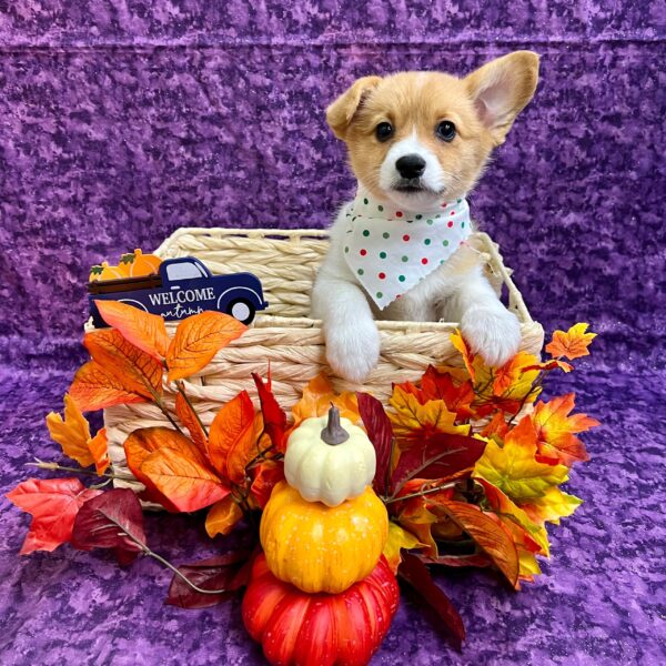 Pembroke Welsh Corgi-DOG-Female-Red-4773-Petland Fort Walton Beach, FL