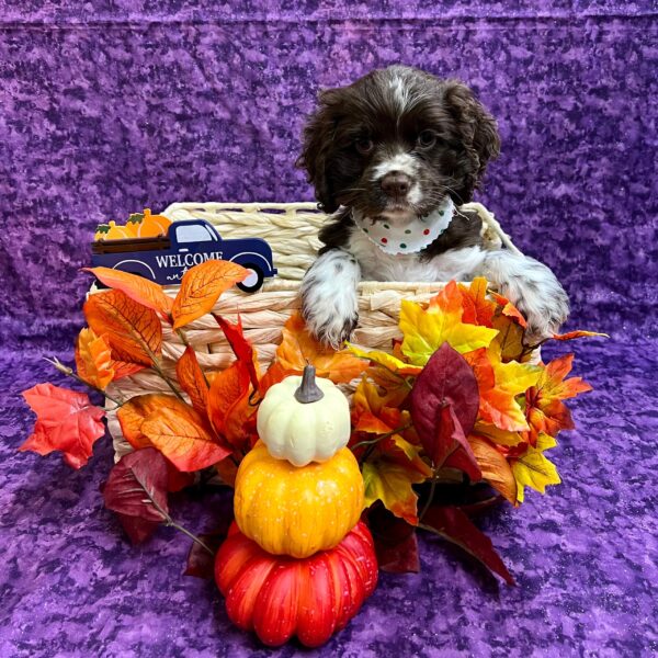 Cocker Spaniel-DOG-Female-White / Chocolate-4777-Petland Fort Walton Beach, FL
