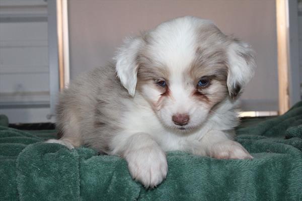 Miniature Australian Shepherd-DOG-Female-Red Merle-8803-Petland Fort Walton Beach, FL