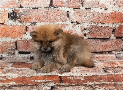Pomeranian-DOG-Female-Orange Sable-8880-Petland Fort Walton Beach, FL