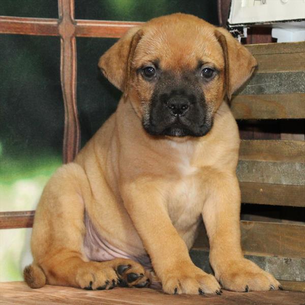 Bullmastiff-DOG-Male-Fawn-8888-Petland Fort Walton Beach, FL