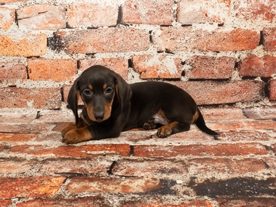 Dachshund-DOG-Male-Black and Tan-8950-Petland Fort Walton Beach, FL